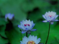 -国家植物园南园