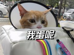 -博特宠物医院24h犬猫全科.骨科·异宠