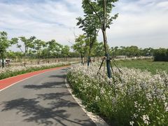 -上海长兴岛郊野公园