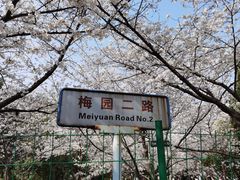 -武汉大学-樱园