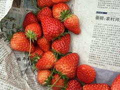 -青浦采草莓天天草莓园