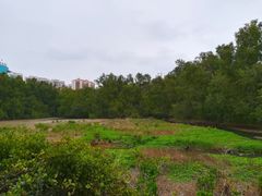 -大亚湾红树林城市湿地公园