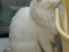 -平行世界·猫咖(首经贸店)