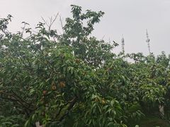 -秀丽东方