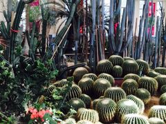 -石家庄市植物园
