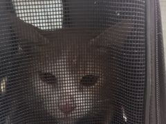 -四月宠物医院·猫专科·心脏专科·内科(转塘店)