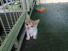 -喵店&猫咖