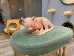 -BABIT巴比特宠物(MOMOPARK店)