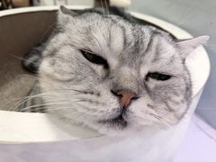 -喵的天空名猫咖啡馆·撸猫·猫舍·用品