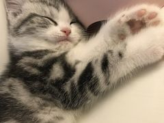 -喵zoo家庭繁育猫舍(尖东智能花园店)