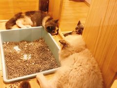 -屋虎猫馆(宝安大仟里店)