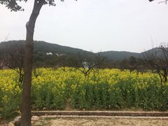 -香雪海