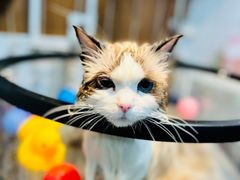 -爱派特动物医院·全科诊疗中心