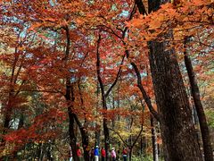 -关门山森林公园