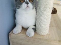 -喵的天空名猫咖啡馆·撸猫·猫舍·用品