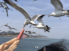-海驴岛(荣成市)