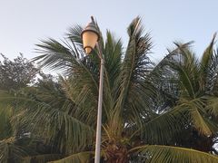 -深圳湾公园(南山区)