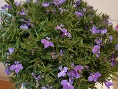 -双季花艺园艺市场(浦东店)