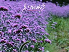 -四季花海公园