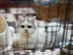 -momokira米努特·德文卷毛猫·棉花面纱犬