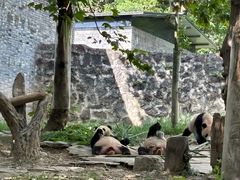 -都江堰中华大熊猫苑