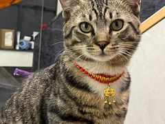 -立德动物医院·重症转诊·24H夜诊·CT·心脏彩超(顺德中心分院)