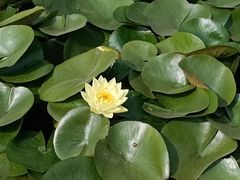 -荷花大观园