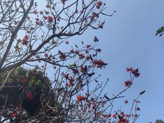 -东莞市大岭山森林公园