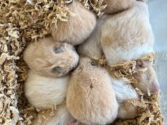 -怪兽屋·羊驼·猫咖·狗咖(俊华广场店)