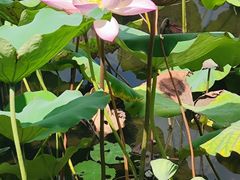 -荔湾湖公园