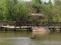 -溱湖国家湿地公园