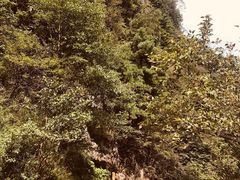 -秦岭天竺山景区