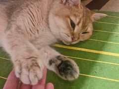 -逗柴咖啡屋·狗咖猫咖宠物桌游