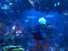 -迪拜帆船酒店海底餐厅