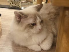 -飞行喵MR PILOT|猫舍·猫咖(静安大融城店)