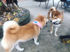 -柴犬高等学院·狗咖·柴犬售卖·宠物训练