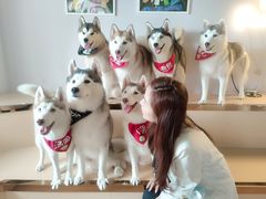 -Husky Go! 哈士奇体验馆·宠物咖啡厅狗咖