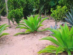 -深圳仙湖植物园