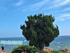 -小麦岛公园