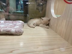 -屋虎猫馆(宝安大仟里店)