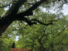 -普陀山风景名胜区-法雨禅寺
