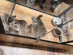 -袖虎·猫馆(体育西路店)