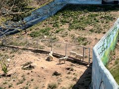 -西霞口神雕山野生动物世界