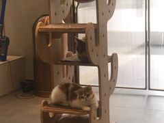 -飞行喵MR PILOT|猫舍·猫咖(静安大融城店)