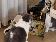 -宠物星动物医院·眼科·异宠·猫科(江南大道总院)