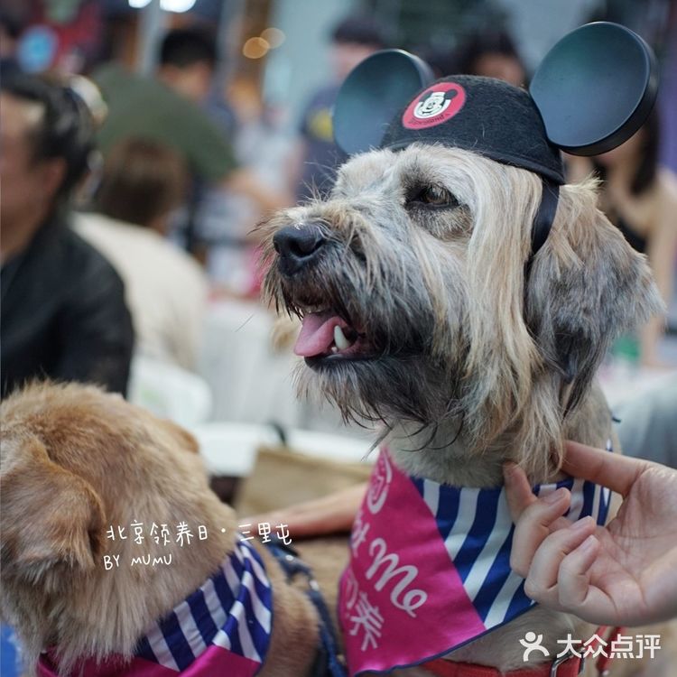 太可爱！连孙俪娘娘都为他们站台