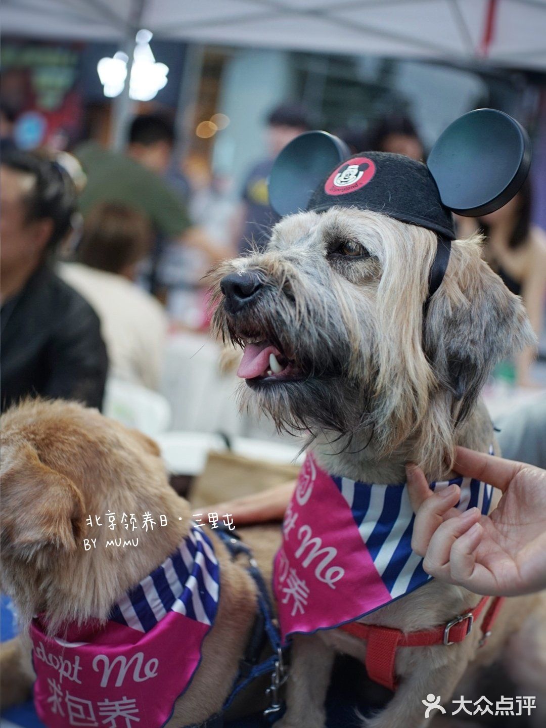 太可爱！连孙俪娘娘都为他们站台