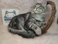 -十年猫舍·猫咪专门店(普陀店)