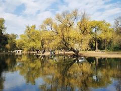 -上海共青森林公园