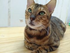 -李小姐の猫咖啡馆(五角场店)